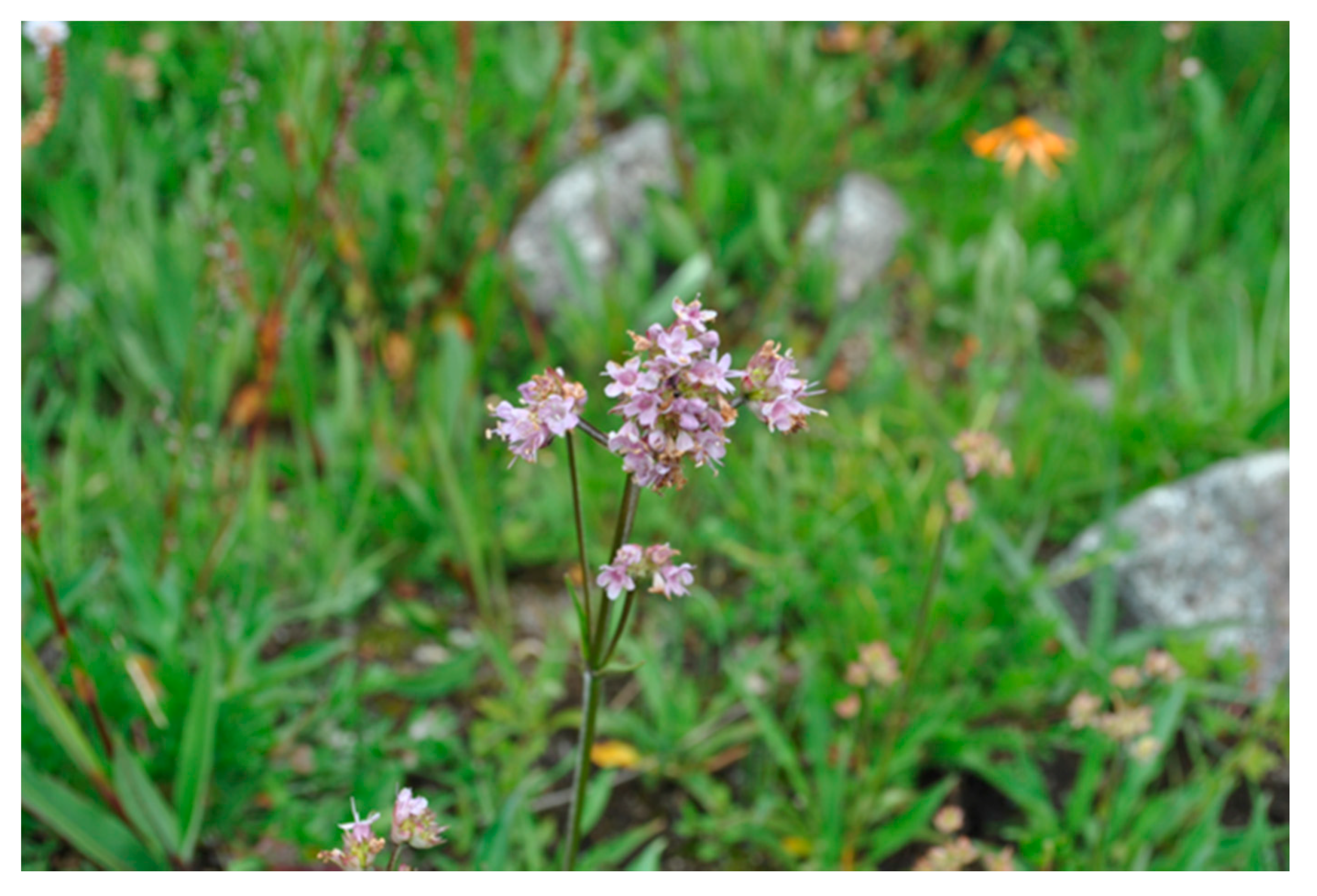 Efficacy of Nardostachys jatamansi in the management of essential hypertension: a pharmacological overview